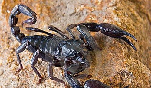 紫外线和黑蝎子,紫外线照射下的黑蝎子奥秘探索
