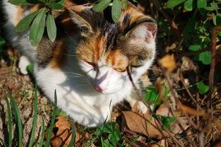 小野猫天堂,探寻都市边缘的猫儿乐园