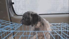 召集狗 第三季,群英荟萃，再掀狗狗才艺风暴